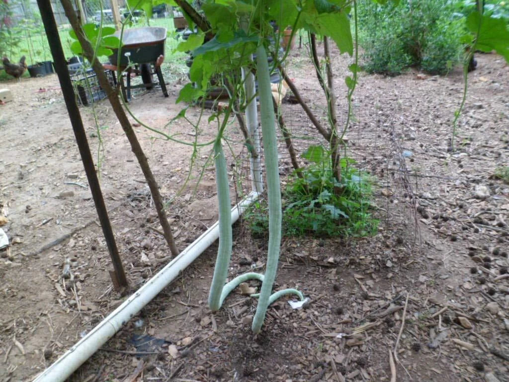 Long Snake Gourds Seeds, 10 Pack, Chichinda Variety, Grow 8 to 10 Feet Long, Cucurbita ficifolia