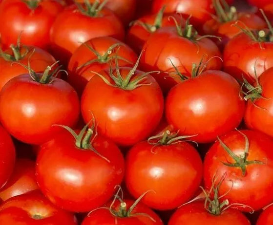 Ace 55 Tomato Seeds 100 Ct - Heirloom Non-GMO Vegetable Seeds - Lycopersicon esculentum - USA Seller, Free Shipping