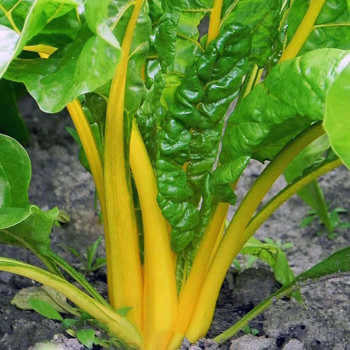 Canary Yellow Swiss Chard Seeds 100 Ct Non-GMO Vegetable Garden Seeds Beta vulgaris