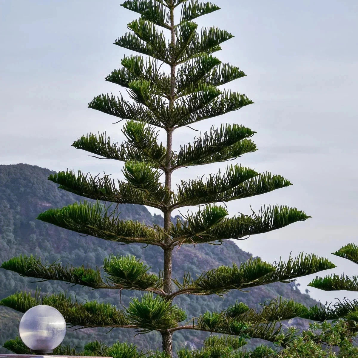 Norfolk Island Pine Seeds - Christmas Tree Indoor Houseplant - Araucaria excelsa