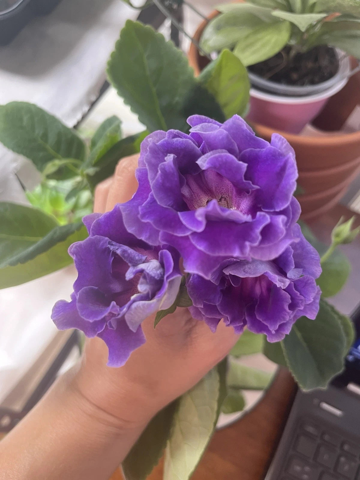 gloxinia plant care indoor Gloxinia Freshly Cut Leaf, Azure Variety, Indoor Plant, Gloxinia sylvatica  – Jayme Garden