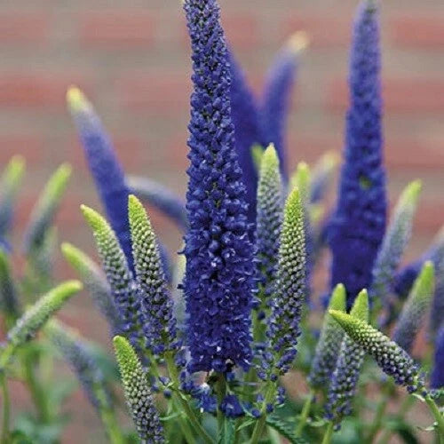 Blue Veronica Seeds - Speedwell Royal Candle Perennial Flowers - 100 Seeds - Veronica spicata - US Seller