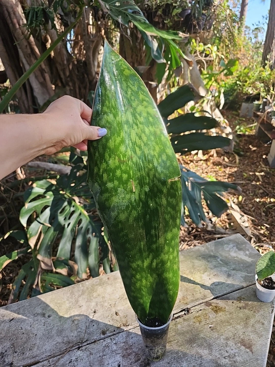 tall sansevieria XXL Sansevieria Masoniana Whale Fin Snake Plant, 25" Tall, Rooted, 6.5 – Jayme Garden