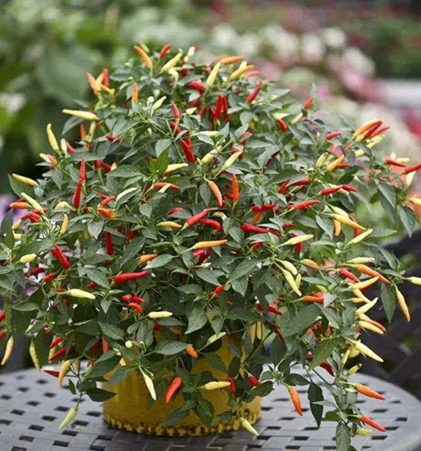 Thai Super Hot Rare Chili Pepper Plant, Organic, 4 Inches, Ot hiem Si –  Jayme Garden