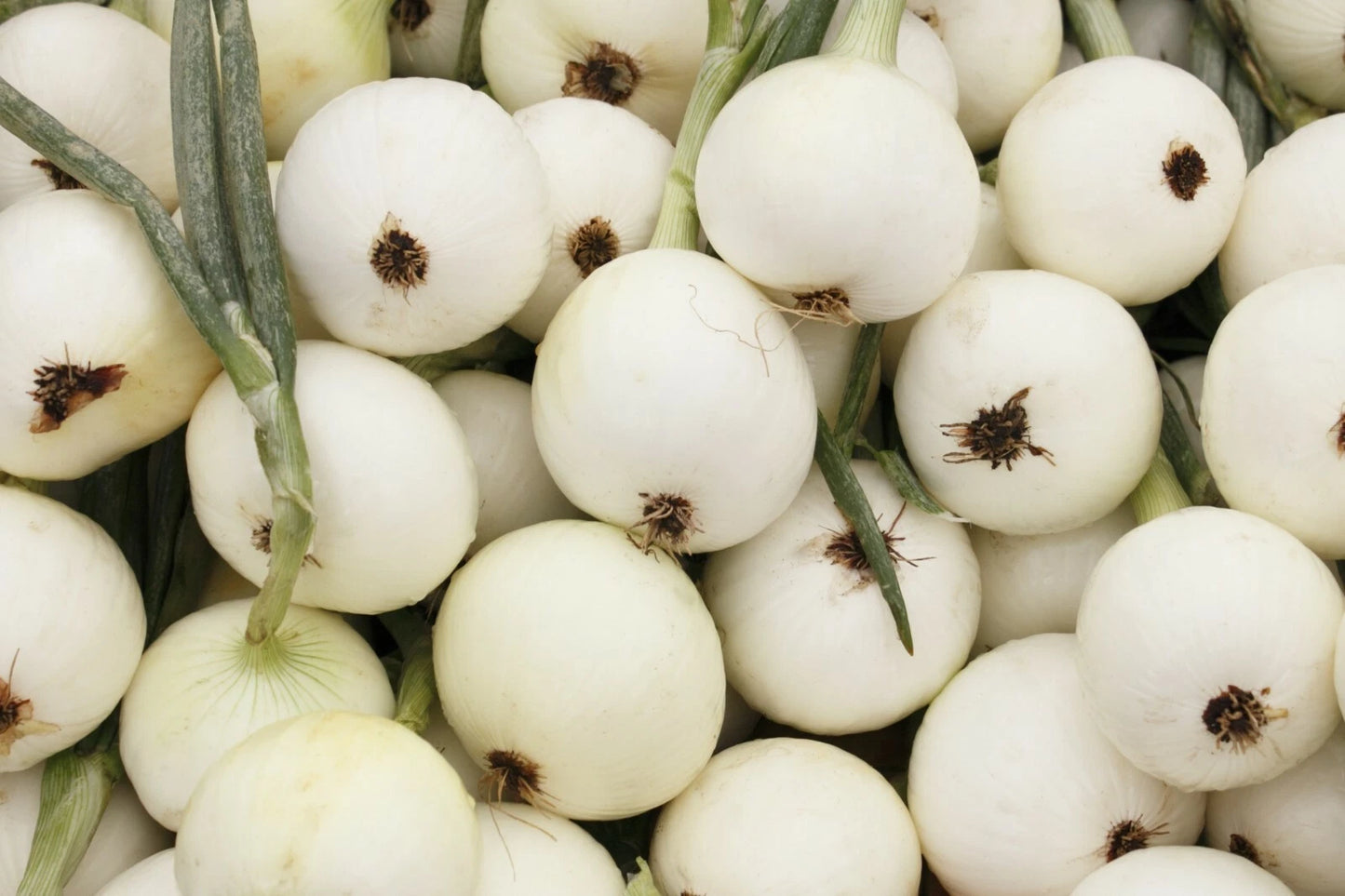 Onion Seeds 200+ White Spanish Non-GMO Sweet Mild Vegetable Garden Seeds Allium cepa