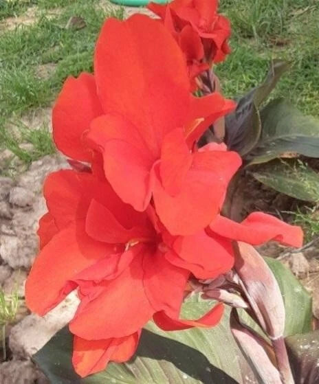 Canna Lily Seeds - 10 Pack - Atlantic Beauty - Bright Red Flower - Canna indica