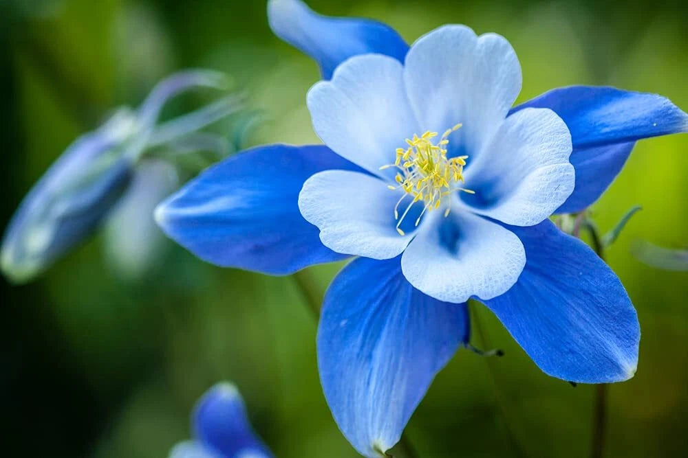 Blue Colorado Columbine Flower Seeds, 1,000+ Non-GMO, Aquilegia coerulea, Perennial Garden Seeds