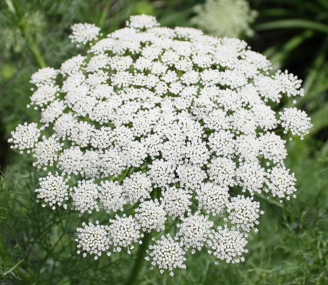 Bishop Flower Seeds - 1001+ Seeds - Wildflower Queens Anne's Lace - Daucus carota - Summer Garden Container Planting