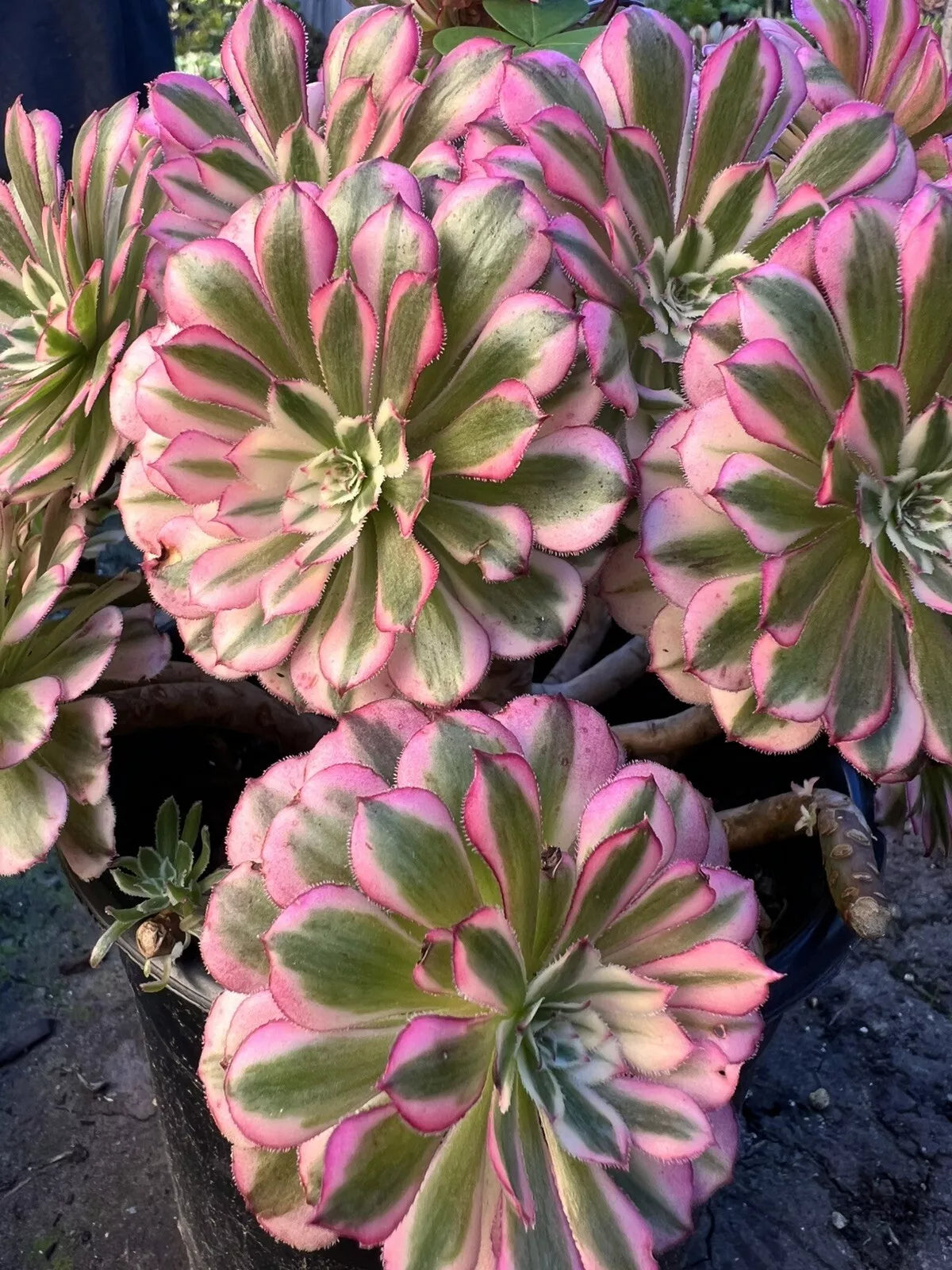 Aeonium Garnet Varieties - Succulent Plant - 4-inch Pot - Drought-Tolerant, Decorative Foliage