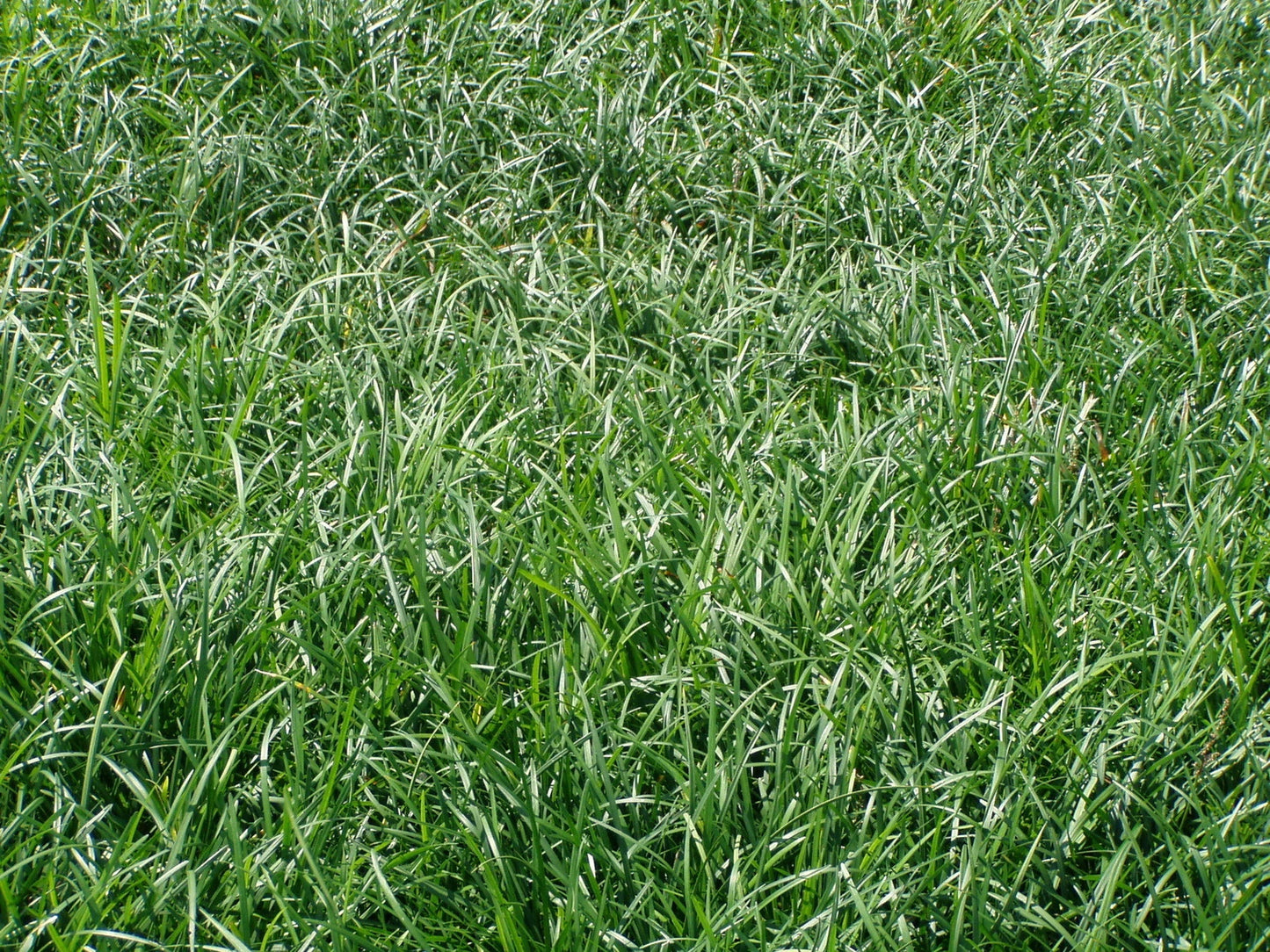 Liriope Spicata Bare Root Divisions - 100 Count - Ground Cover Perennial Plant