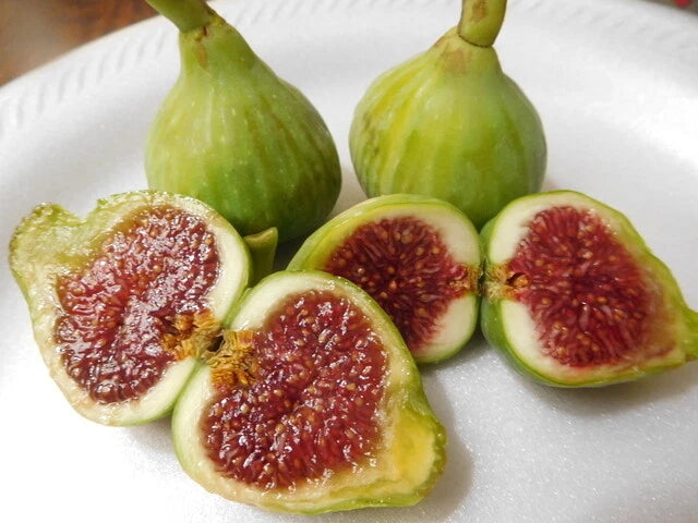 15 Fig Tree Cuttings, Vasillika Sika Variety, Perfect for Rooting, Ficus carica