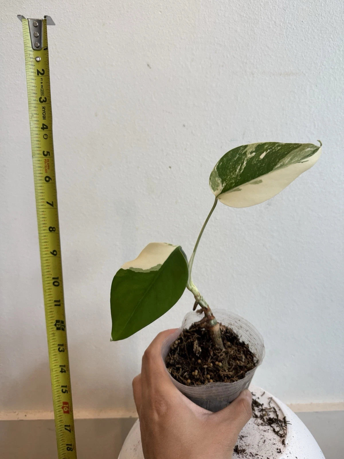 monstera deliciosa var. borsigiana Rooted Variegated Monstera Albo Borsigiana Plant