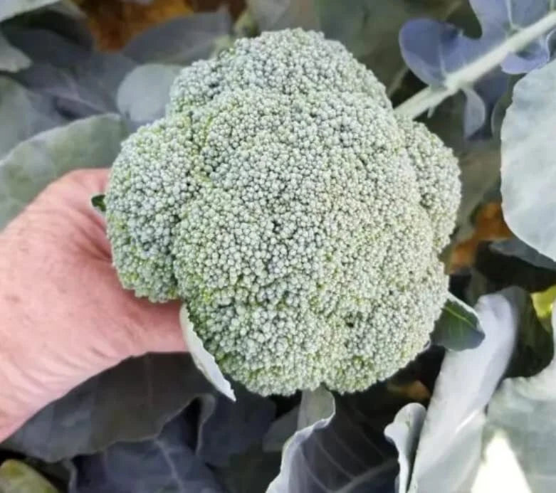 Broccoli Seeds for Planting, 50 Heirloom Seeds, Brassica oleracea, Organic Vegetable Garden Starter