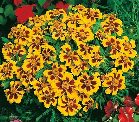 marie gold flower seeds Naughty Marietta Dwarf French Marigold Flower Seeds - 300+ Seeds for Garden, Patio, Container