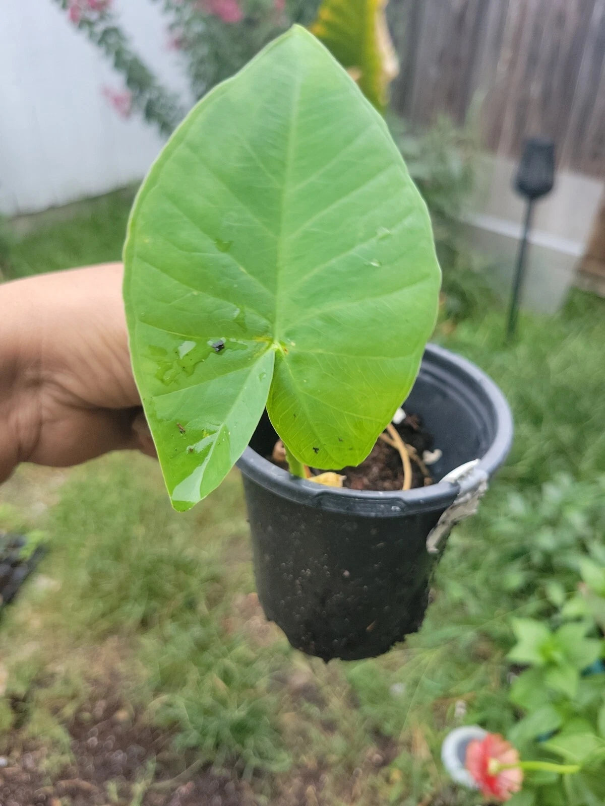 Colocasia gigantea Thailand Giant Plant Pot - Thai Elephant Ear