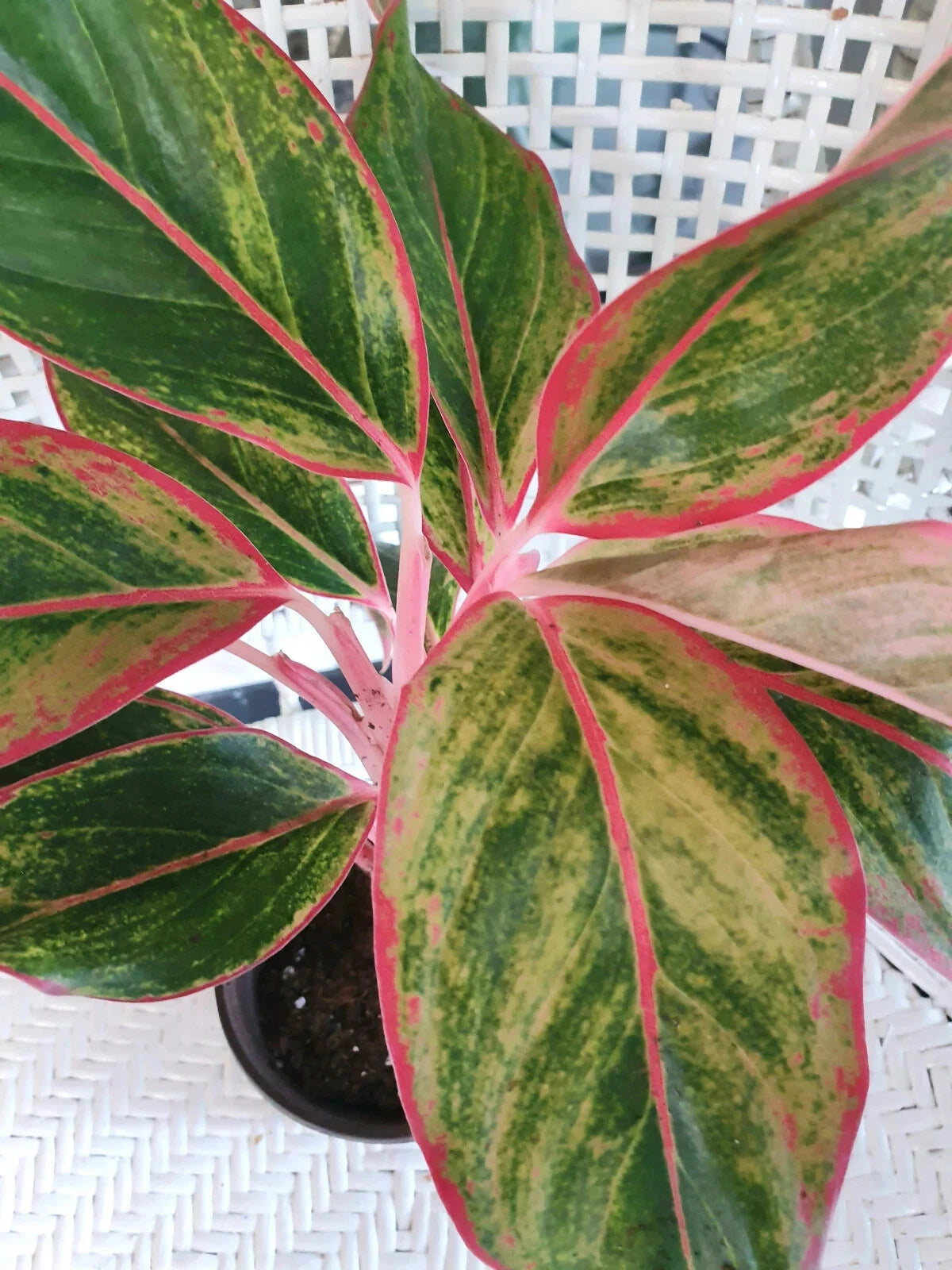 Chinese Evergreen Plant - Bare Rooted Aglaonema 'Siam Aurora'