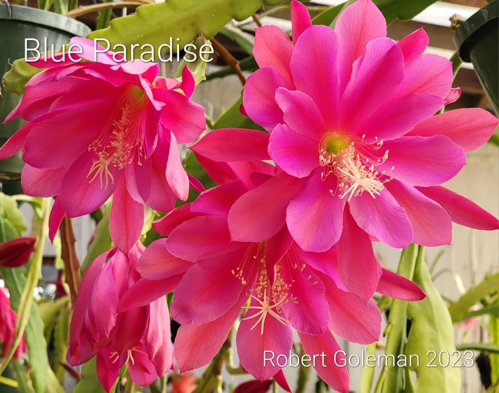 Epiphyllum 'Blue Paradise' Unrooted Cutting - Rare Orchid Cactus - Stunning  Houseplant