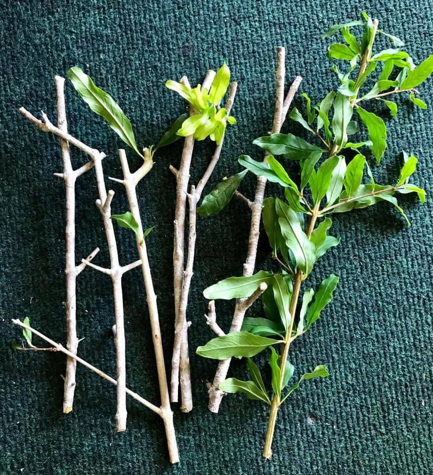 8 Organic Pomegranate Cuttings β Unrooted 9β Stems for Propagation β Punica granatum β Fruit Tree Starts β Heirloom Variety