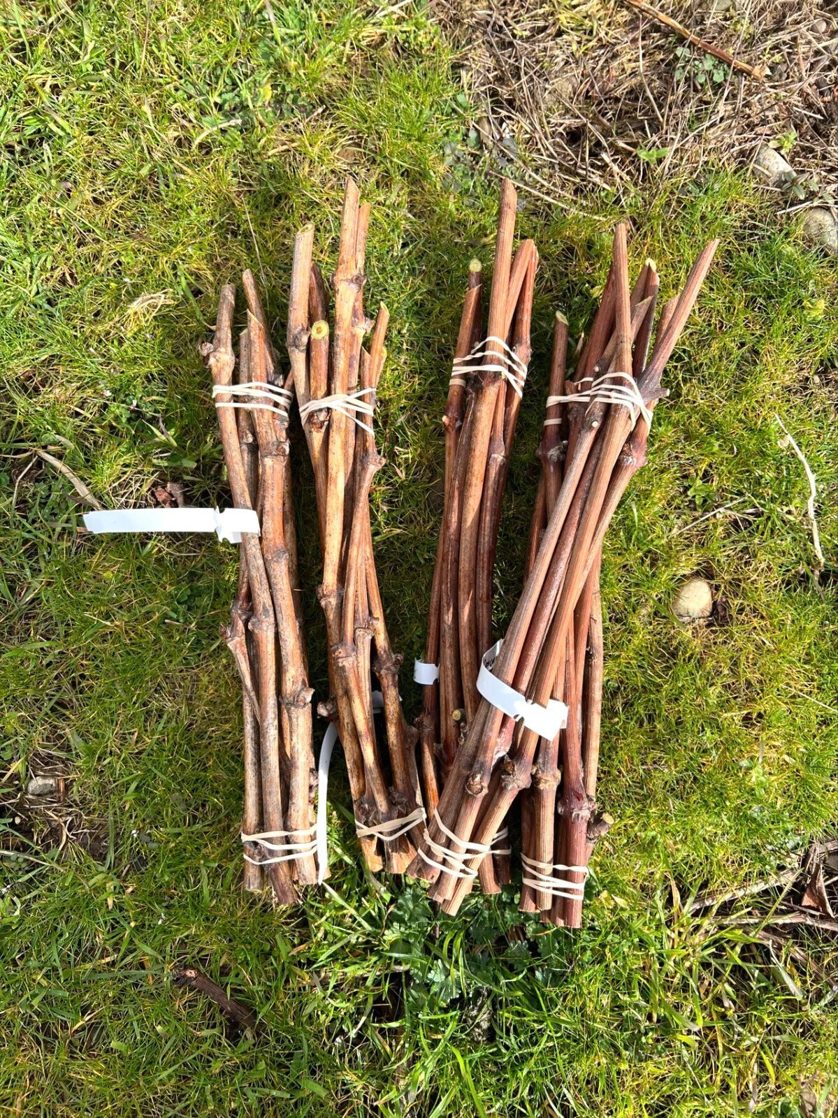 5pcs Jupiter Seedless Grape Cuttings β Unrooted Vitis vinifera, Sweet Red Table Grapes, Muscat Flavor, Easy to Grow, Backyard Vines