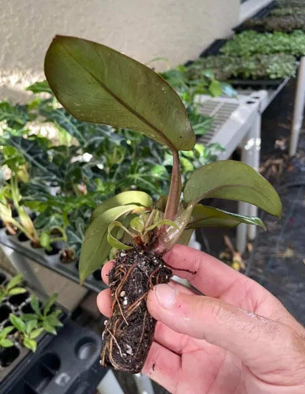 Philodendron Black Cardinal (Philodendron erubescens) Live Plant 3-5” Tall - Rare Dark Foliage Houseplant - Bareroot Starter