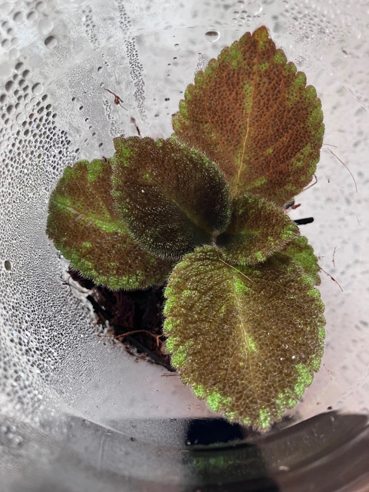 is episcia an indoor plant Episcia “Emerald Velvet” Flame Violet (Episcia cupreata) – Rare Fuzzy – Jayme Garden