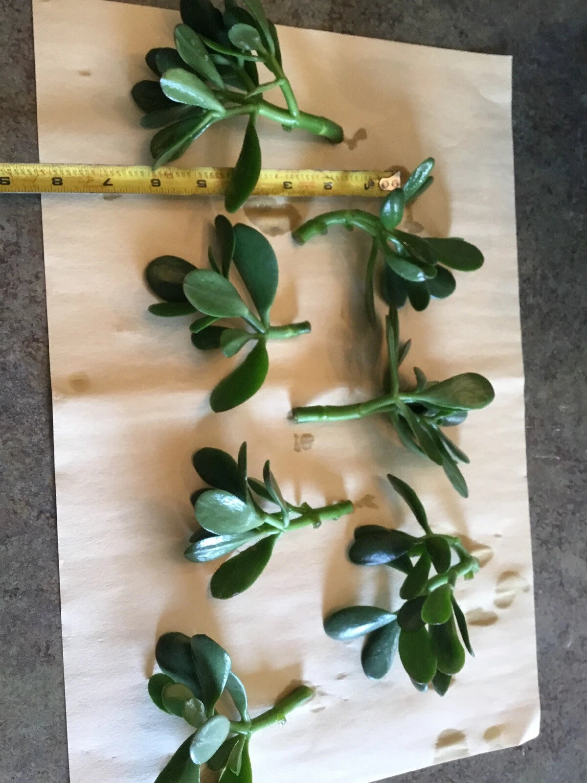 Jade Plant Cuttings (Crassula ovata) ā 3 Unrooted Lucky Money Succulent Starts ā 3" to 5" Each ā Easy to Grow Gift Plant