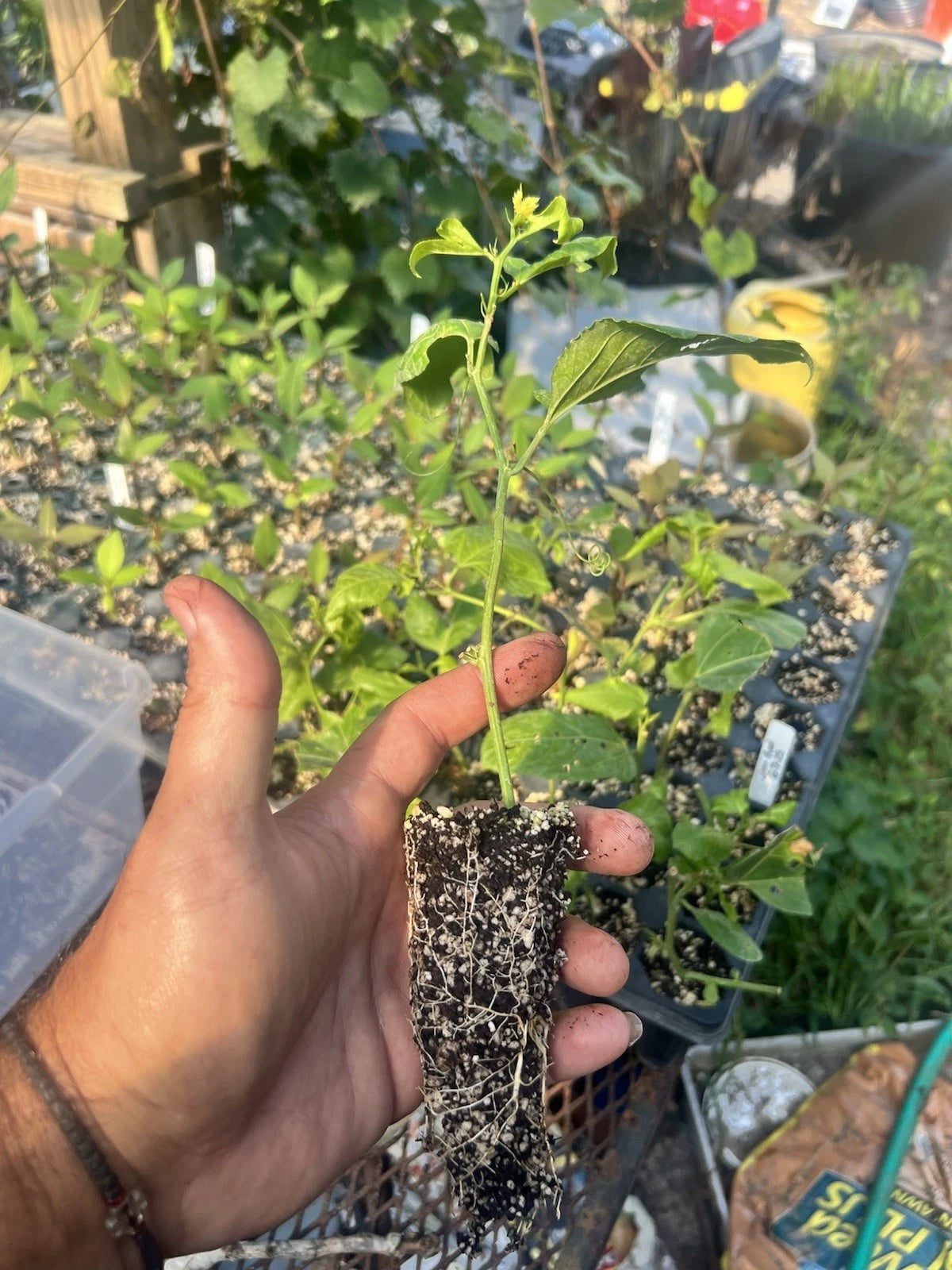 1 Purple Possum Passion Fruit (Passiflora edulis) | Bare Root Live Plant | Hardy Vine | Tropical Edible Fruit | Pollinator Friendly