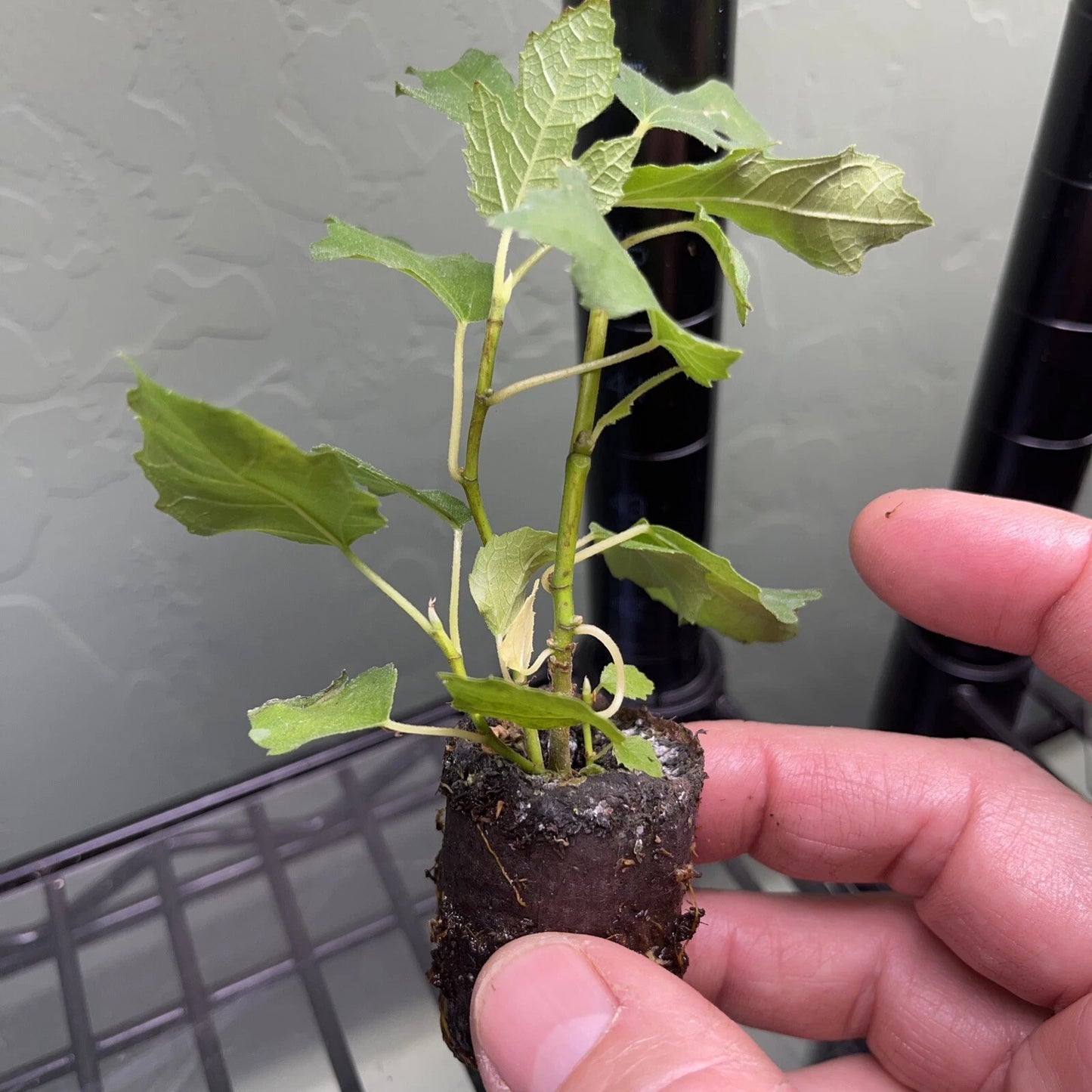 Beers Black Fig Tree – Ficus carica Live Bare Root Plant | Cold-Hardy Starter for Patio, Garden, or Orchard | Sweet Dark Fruit Tree