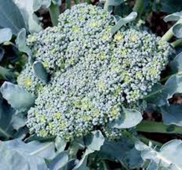 Broccoli Seeds, 500 Seeds, Calabrese Heirloom, Non-GMO, Brassica oleracea