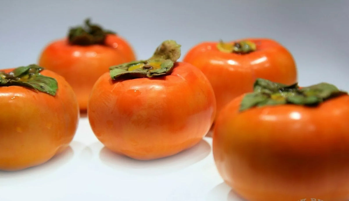 Fuyu Persimmon Tree 1-2ft Sapling Diospyros Kaki Live Plant Bare Root Hardy Fruit Tree Zones 7-10