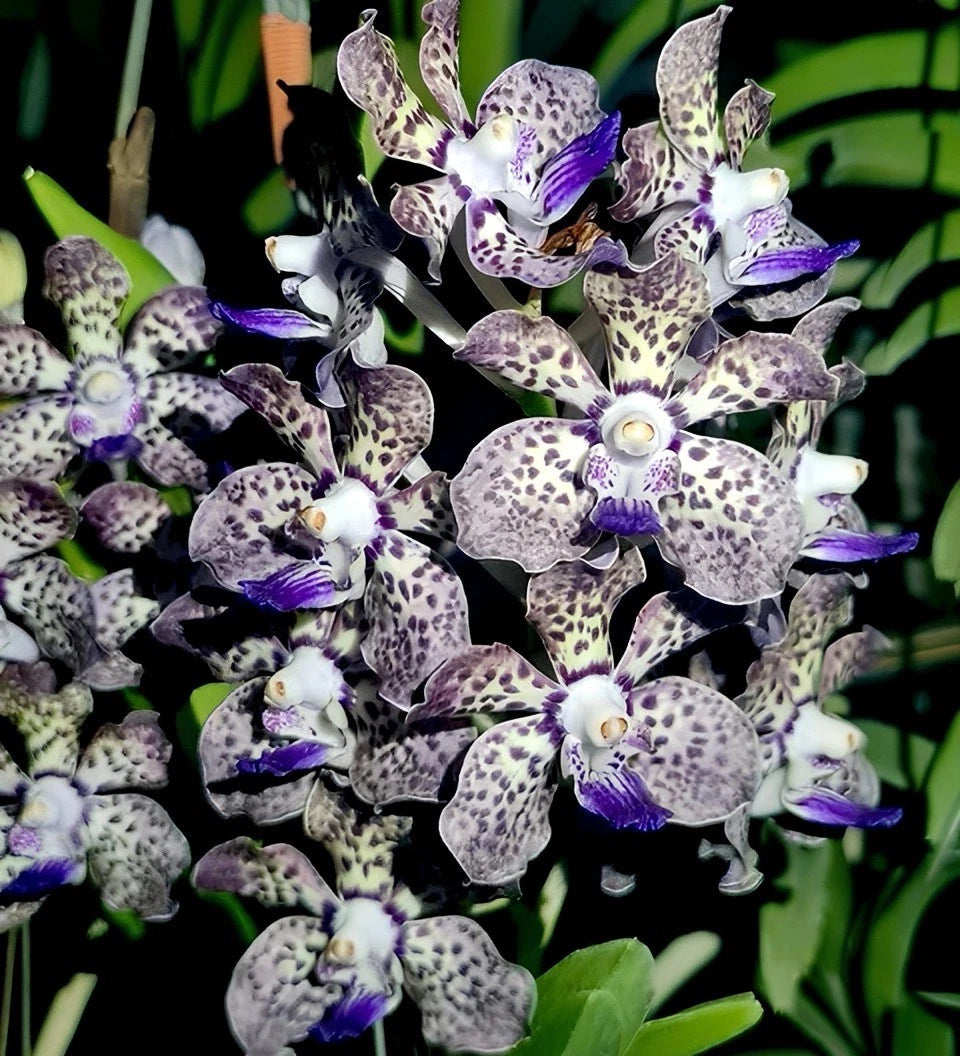 Fragrant Vanda Orchid Plant 4