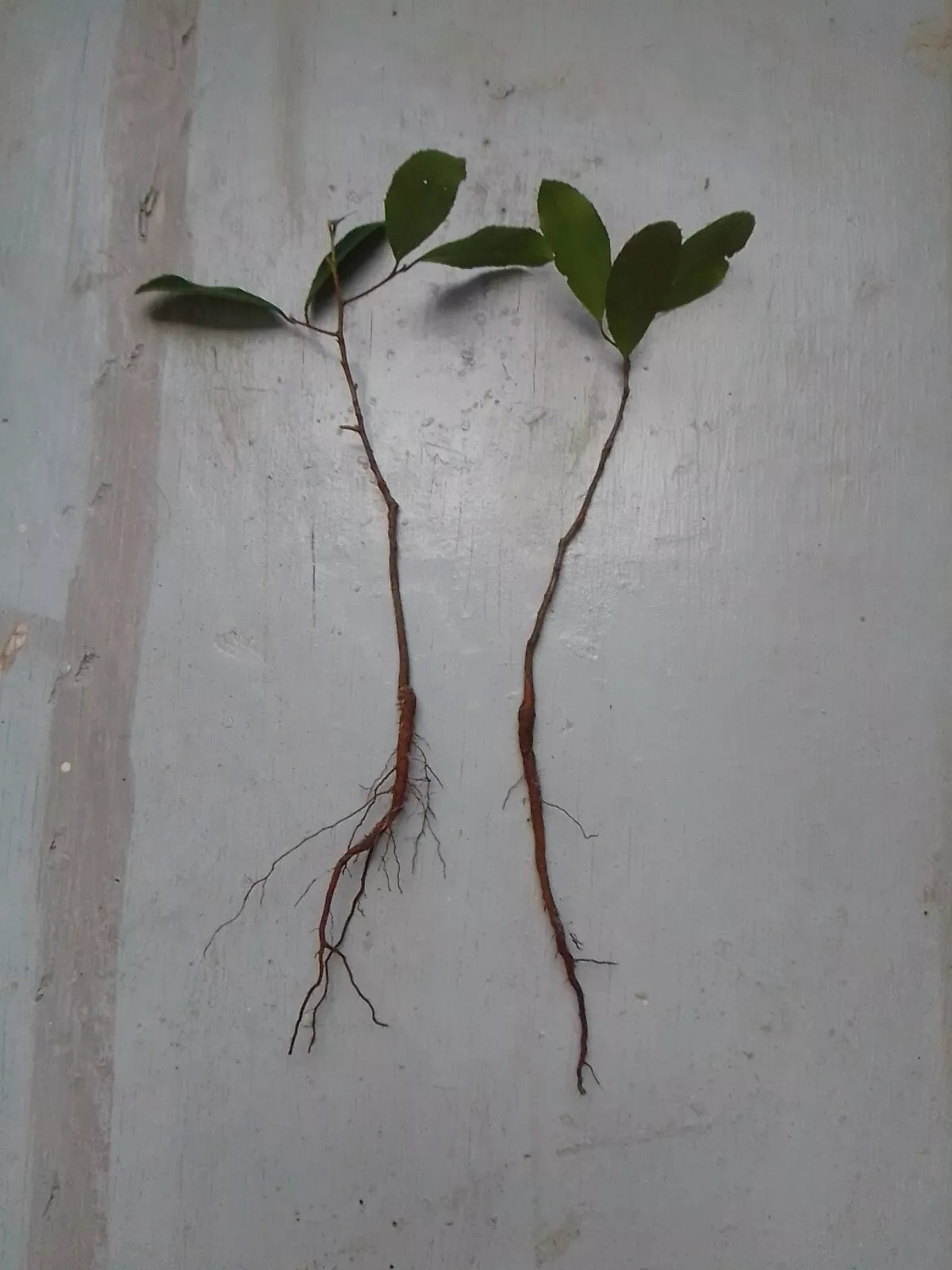Rooted Live Oak Tree 6"-12" Evergreen Quercus Virginiana TX Florida Plants