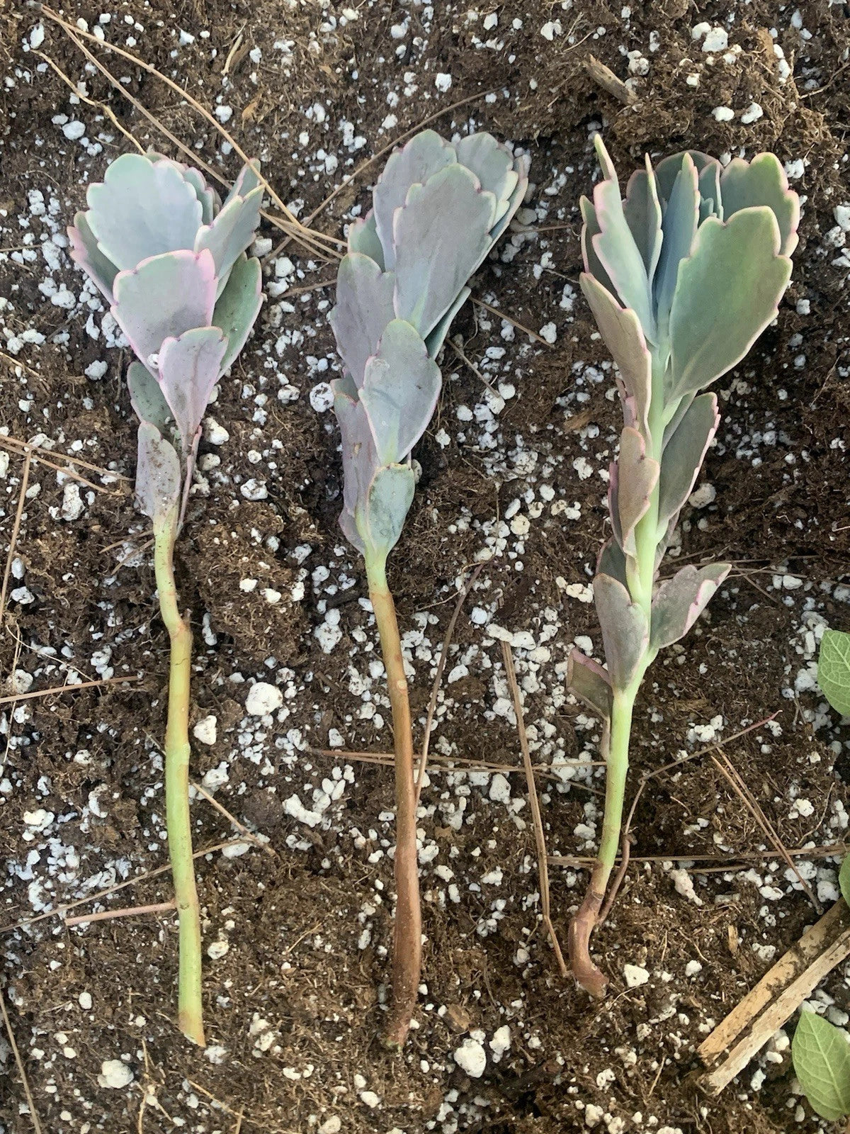 lavender succulent plant Kalanchoe Fedtschenkoi Cuttings - Lavender Scallops - 3 Live Plant Cuttings