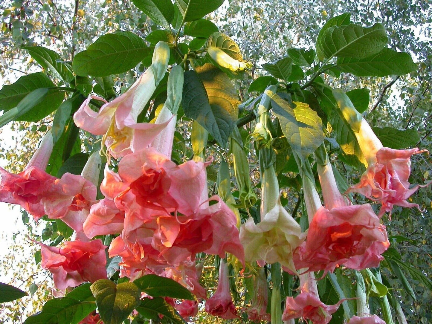 Brugmansia Perfektion Angel Trumpet Seeds - 10 Flower Seeds - Datura - USA Grown