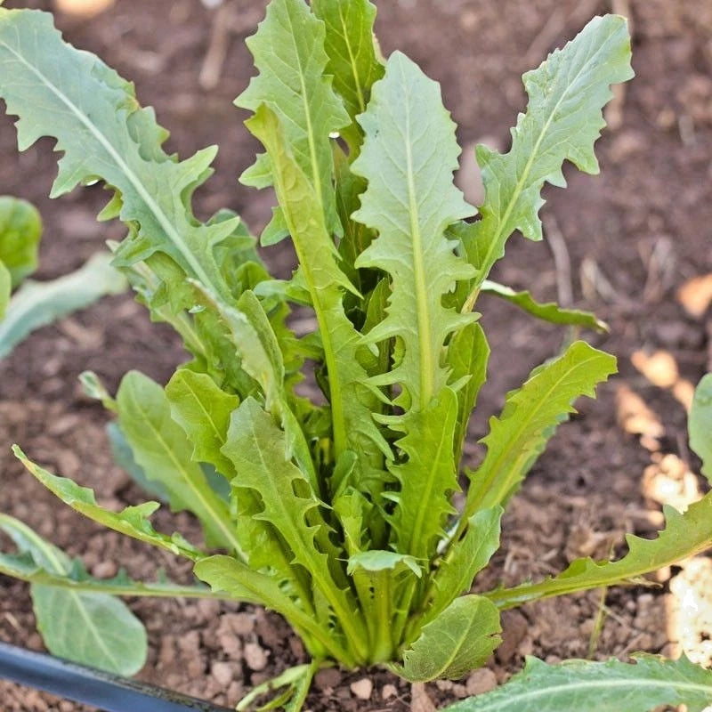 Italian Dandelion Seeds - Organic Chicory Endive - 400+ Gourmet Salad Greens - Fast Growing Edible Plant