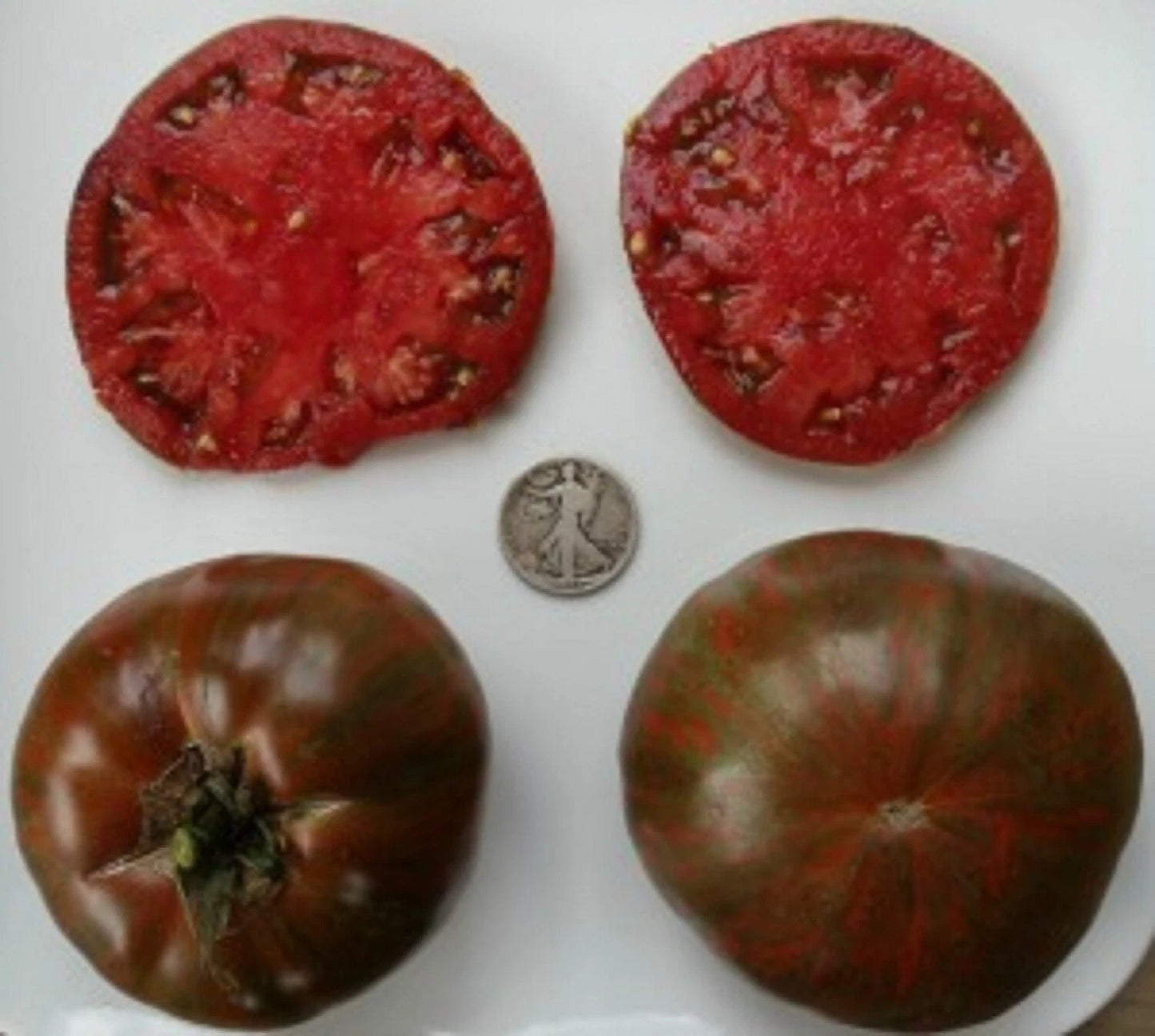 Chocolate Stripes Seeds - 25 Pack - Beautiful Variegated Leaves - (Variegata) - Ideal for Gardens and Containers