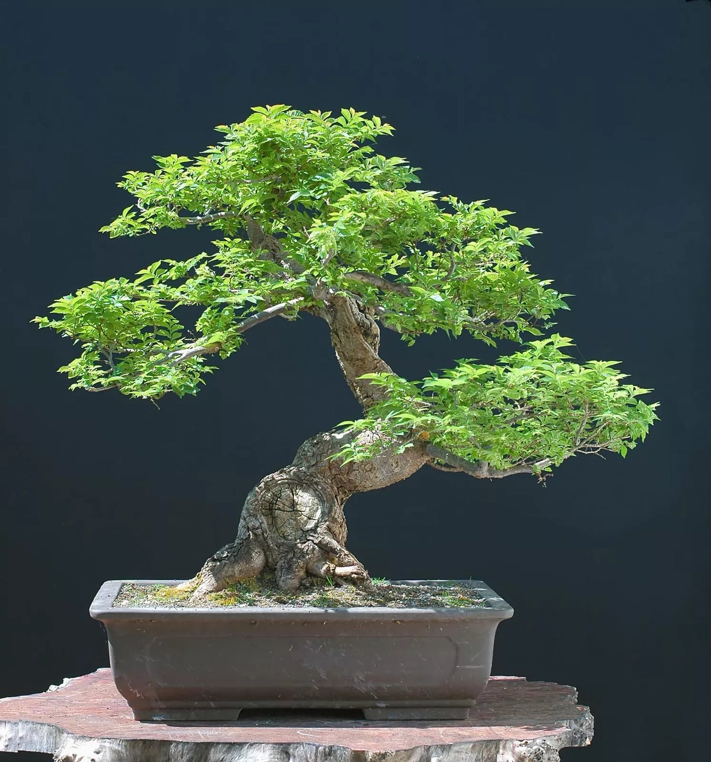 Chinese Elm Bonsai Tree Seeds - 30 Seeds - Ulmus parvifolia - Prized Bonsai Specimen for Cultivation