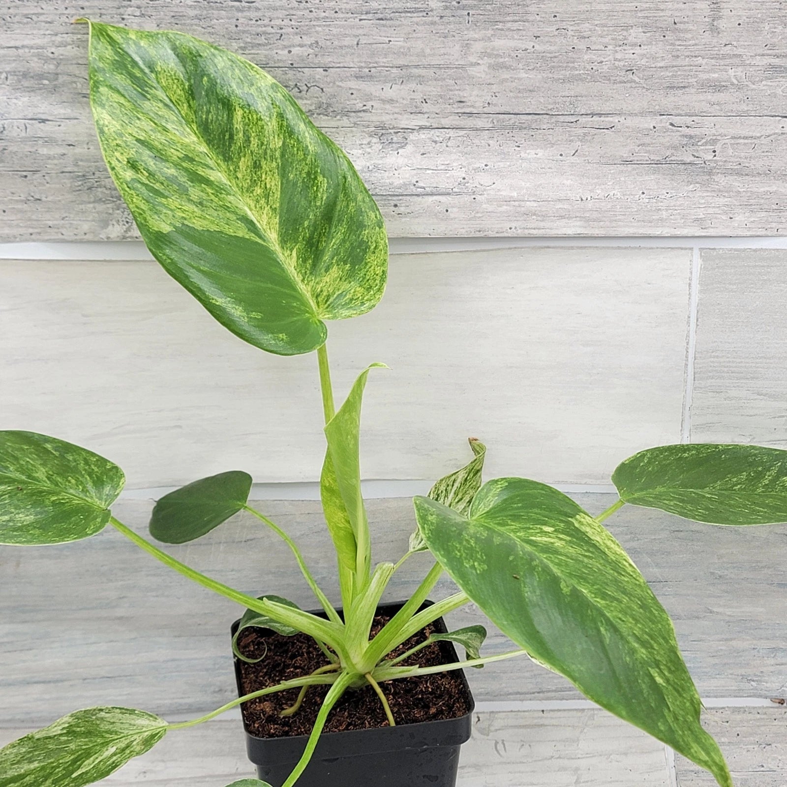 Philodendron Giganteum Variegated Plant