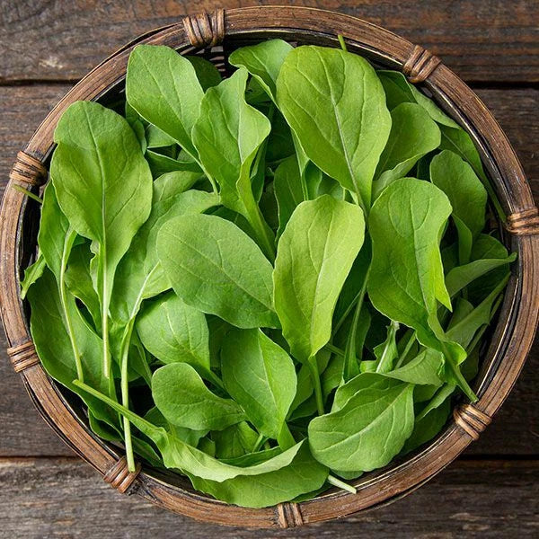 Astro Arugula Seeds - Heirloom Non-GMO Organic - Perfect for Home Gardening - Eruca sativa