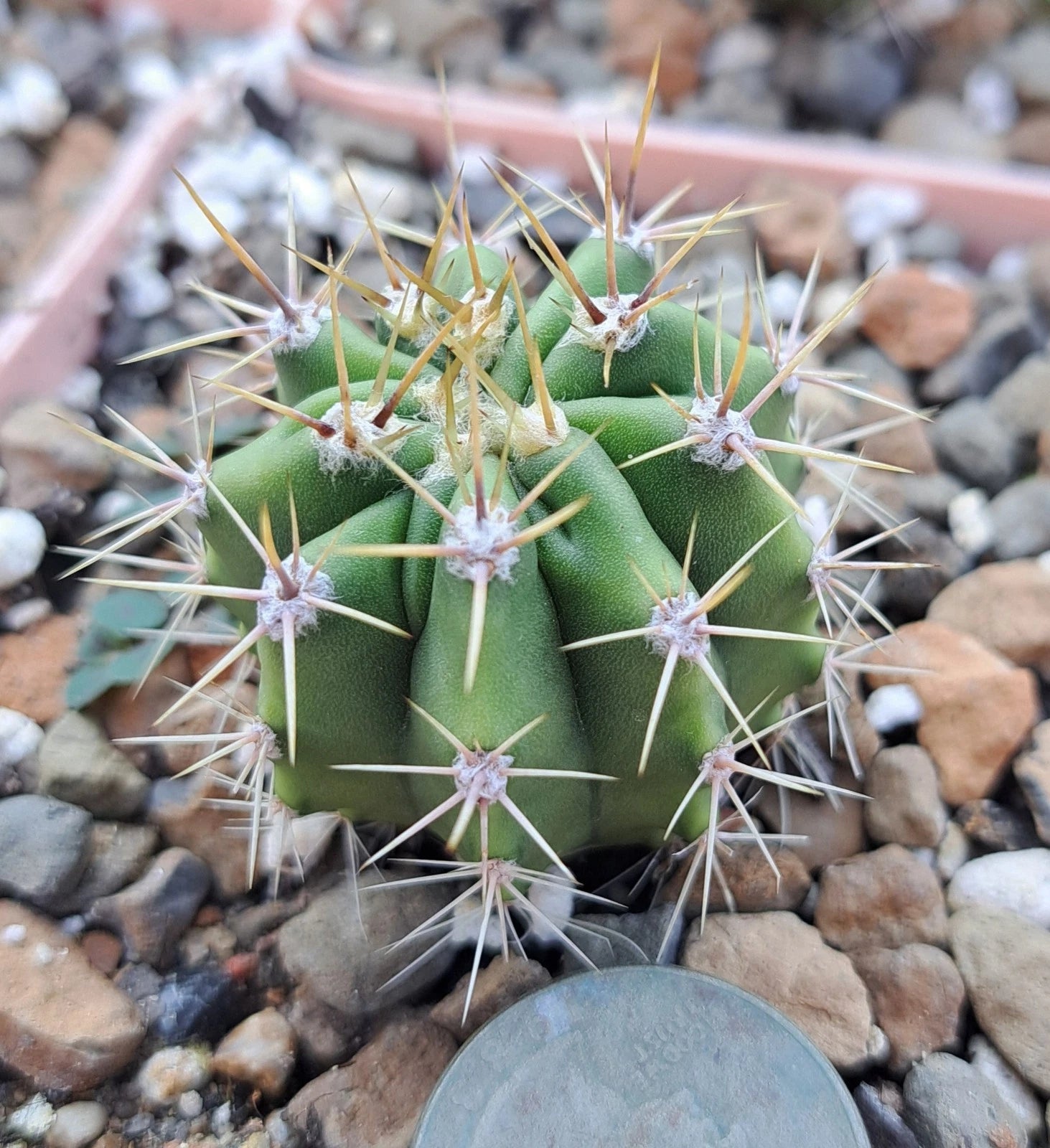 drought tolerant succulent plants Ferocactus Robustus Bare Root Cactus | Drought-Tolerant Succulent Plant