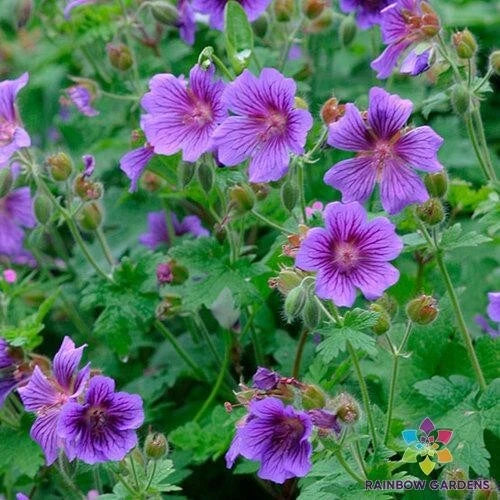 geranium renardii seeds Himalayan Cranesbill Geranium Seeds - 25+ Pack for Garden - Geraniums ( Geranium himalayense)