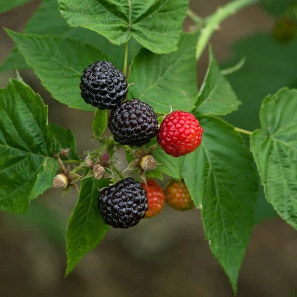 Black Raspberry Plant - Live Rooted Starter - Black Delicious Variety - Rubus occidentalis - Zones 5-9 - Medium Berry - Self-Pollinating