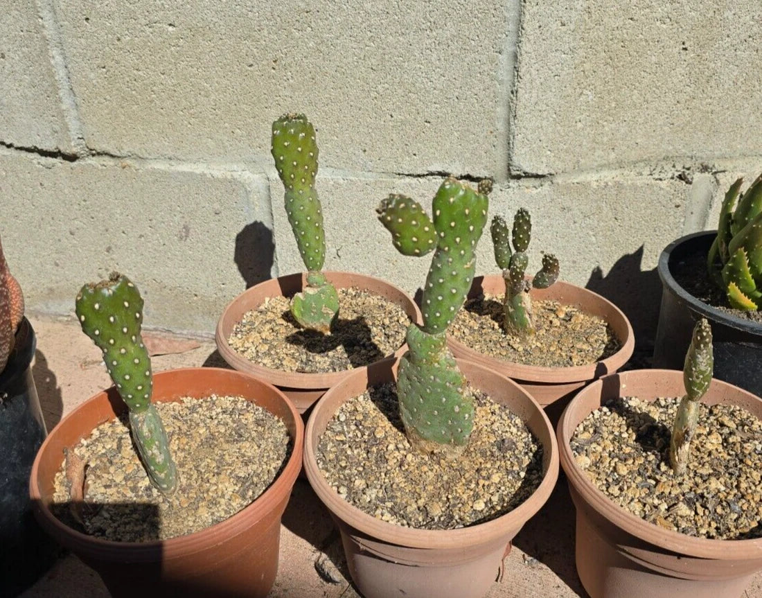roadkill cactus OPUNTIA RUBESCENS - 6