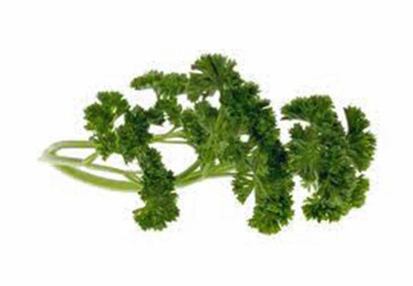 Moss Curled Parsley Seeds, Heirloom Non-GMO, 25+ Seeds, Petroselinum crispum
