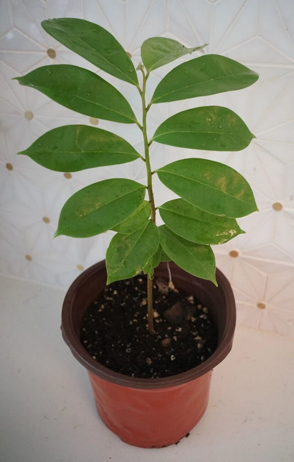 Soursop Tree 5" Guanábana Tropical Fruit Tree in Pot - Annona muricata