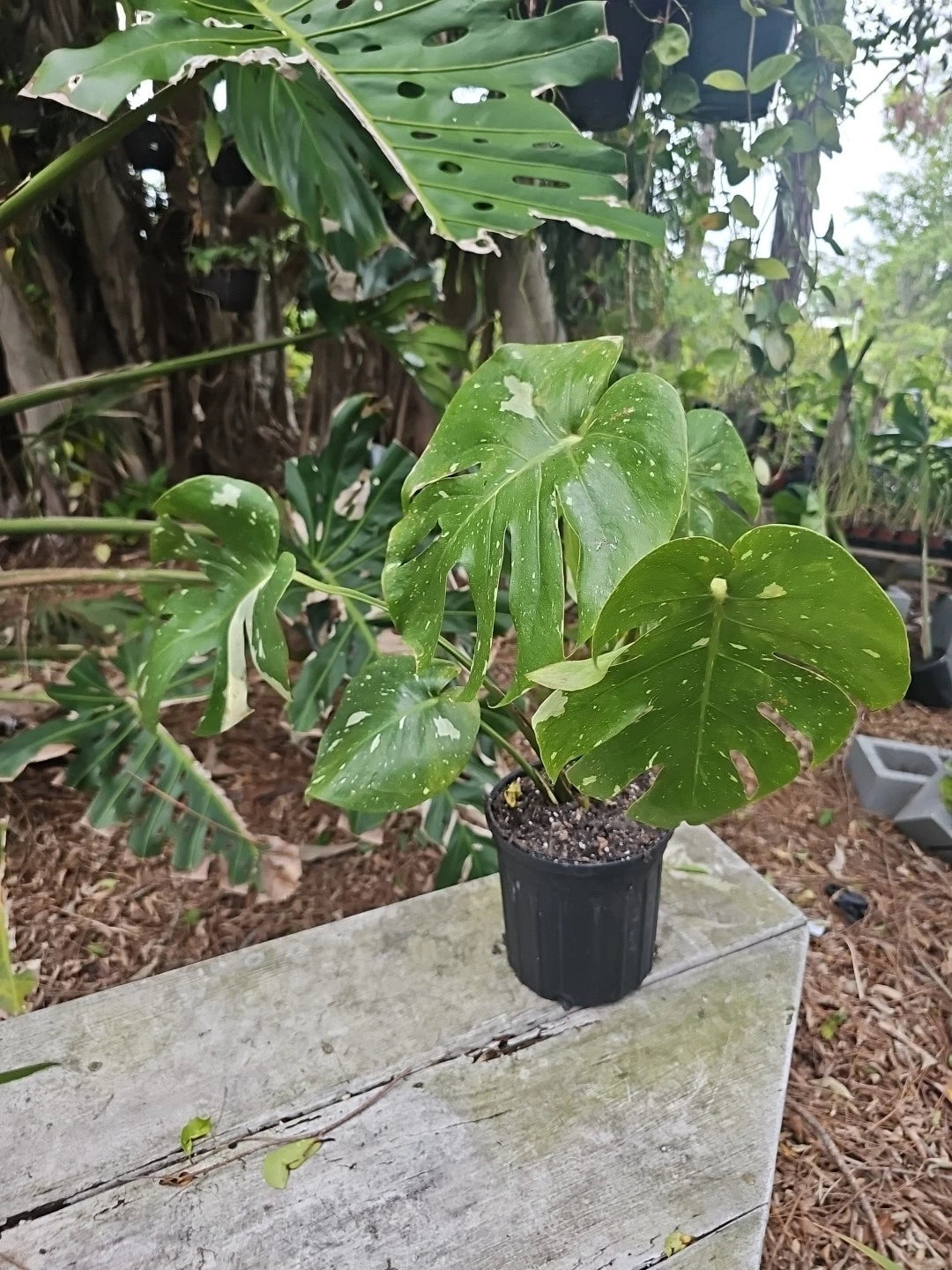 monstera deliciosa var thai constellation Large Monstera Thai Constellation Live Plant, Fenestrated Variegated, –  Jayme Garden