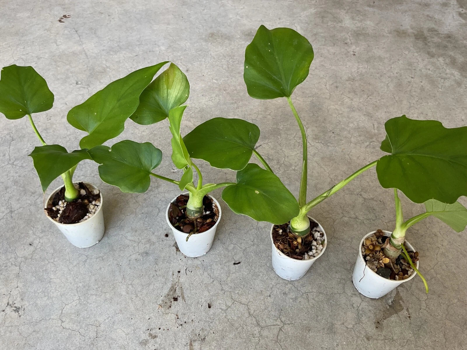 Philodendron warscewiczii Aroid Houseplant in 1.5” Pot