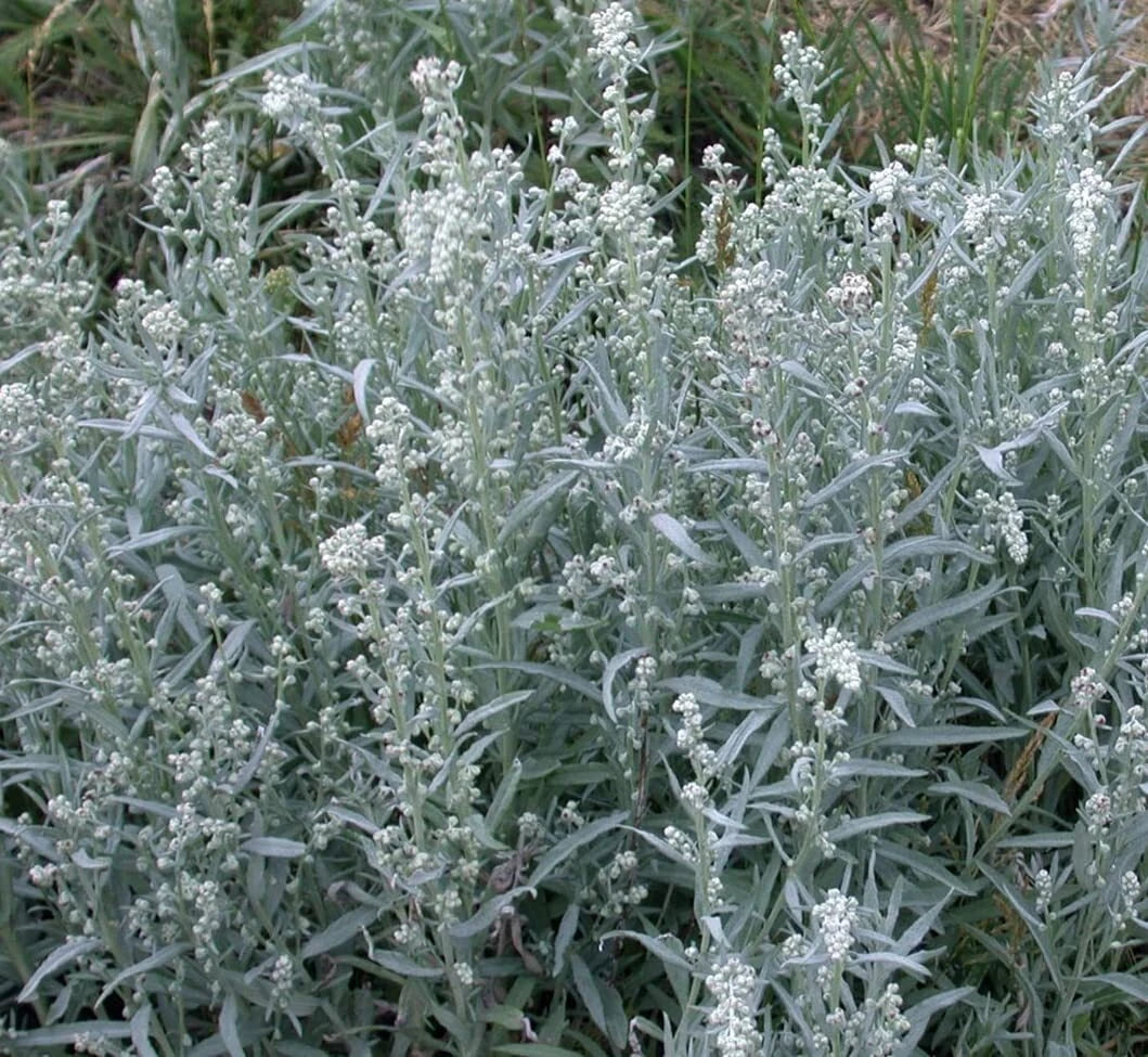 Prairie Sage Seeds for Planting - 50 Seeds - Artemisia ludoviciana - Perennial Herb, Drought-Tolerant, Native Plant