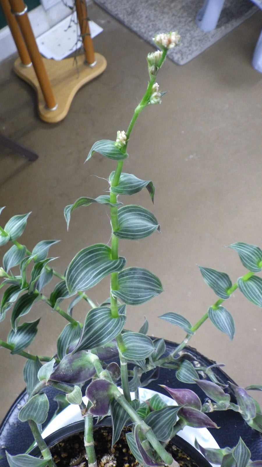 house plants wandering jew Wandering Jew Cuttings - C. Gentlei Elegans "Puppy Ears"