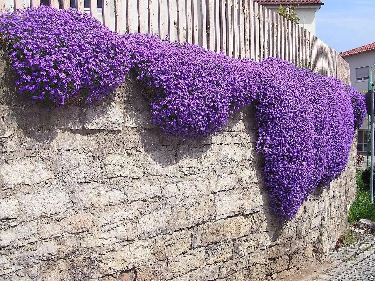 flower seeds ground cover Aubrieta Seeds